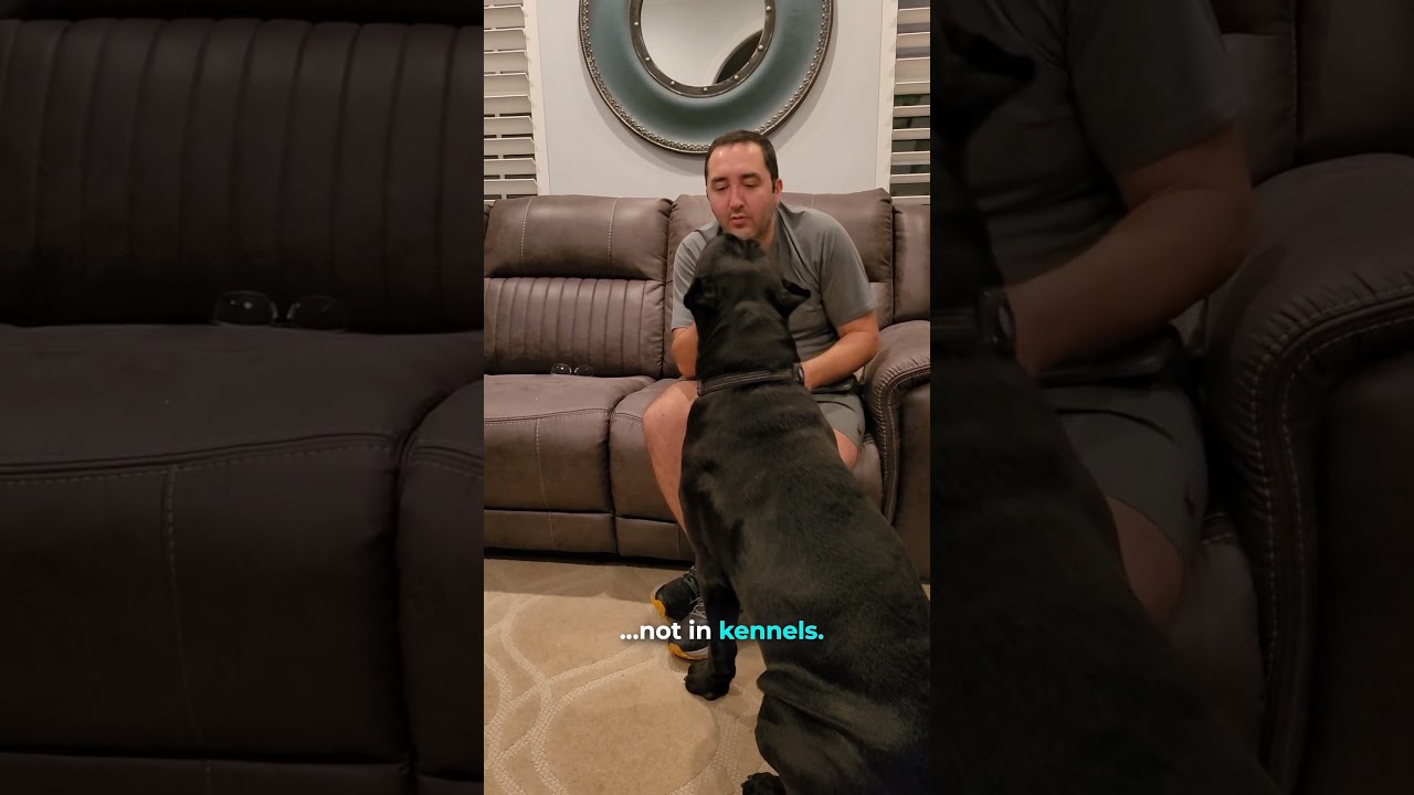 Family-Raised Cane Corso 🐾 