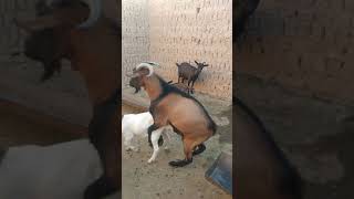 تزاوج فحل🐐البين مع البور🍼Alpine mating with a bur goat