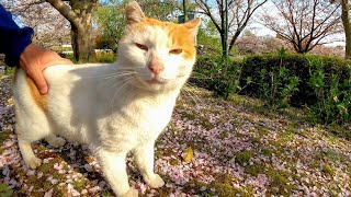 桜の木の下で出会った猫に東屋まで誘導されモフモフを要求された