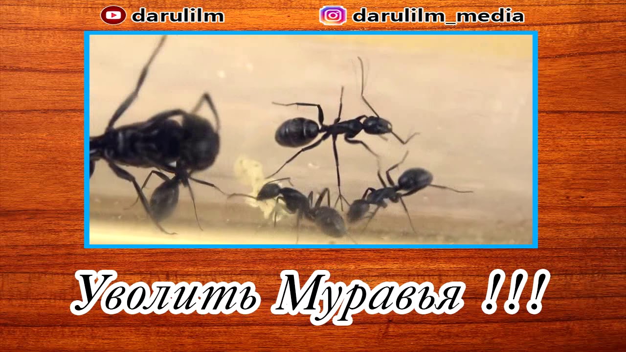 Уволить муравья!!!