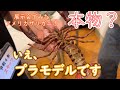 [VLOG]第２３回高知家の大模型展示会で見たアメリカザリガニ！【開催期間：2022年5月29日～6月5日】