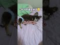 熟睡の理由がマジで辛い.. #チワワ