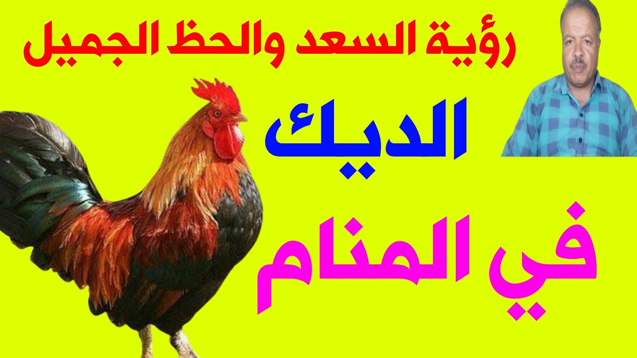 ستكون من المحظوظين والسعداء إن رأيت الديك في المنام فهو بشاره كبيره لاتعرفها