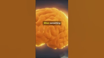 How Your Brain Creates Memories: The Intriguing Science Behind Memory Formation