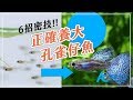 如何正確的養大孔雀仔魚？｜養魚人森｜AC草影水族｜How to make guppy fry grow up healthy and correctly