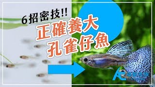 如何正確的養大孔雀仔魚？｜養魚人森｜AC草影水族｜How to ... 