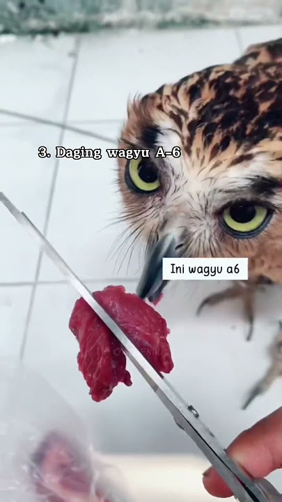 Makanan paling kesukaan dia #burunghantu #owl #owlgendut #makanan #favorite