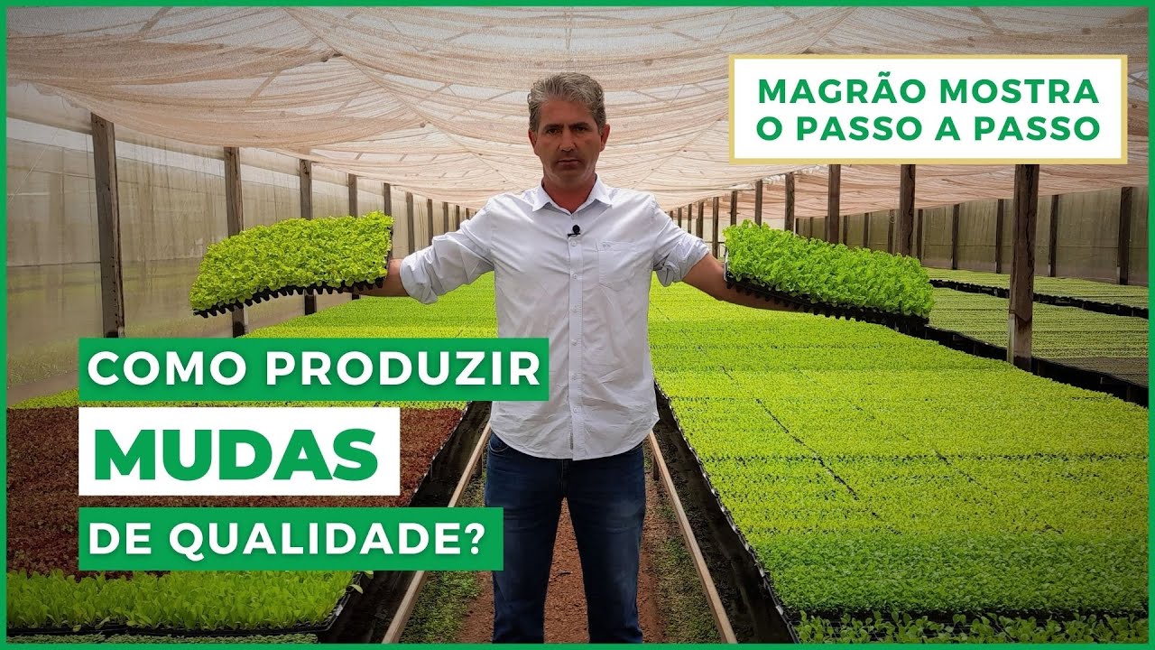 COMO TER MUDAS DE QUALIDADE PARA CONSEGUIR UMA BOA PRODUÇÃO?