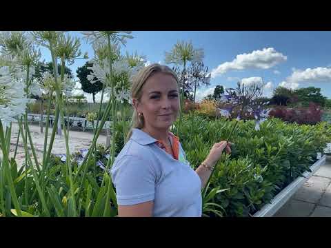 Video: Agapanthus-bloeityd - wanneer is die Agapanthus-bloeiseisoen