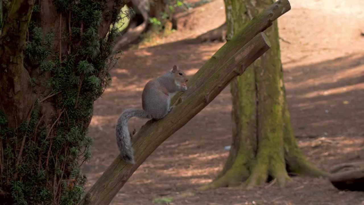 Panasonic GH4 4K video test - internal 100mbs recording.