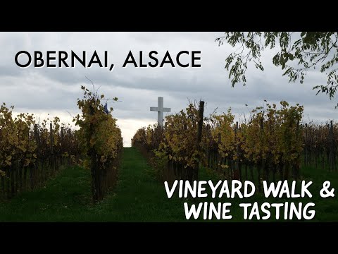 A DAY IN ALSACE, FRANCE!  VINEYARD WALK!  DAY TRIP TO OBERNAI FROM STRASBOURG