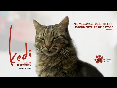 KEDI (GATOS DE ESTAMBUL) - tráiler oficial VOSE