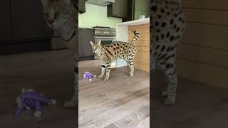 Serval cat is very impatient about having to wait for her dinner!