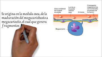 Qual o formato das plaquetas?