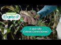 O que são Cobras Constritoras? - Greenpeace Explica