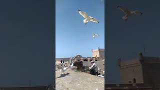 Essaouira, the sea And the seagull