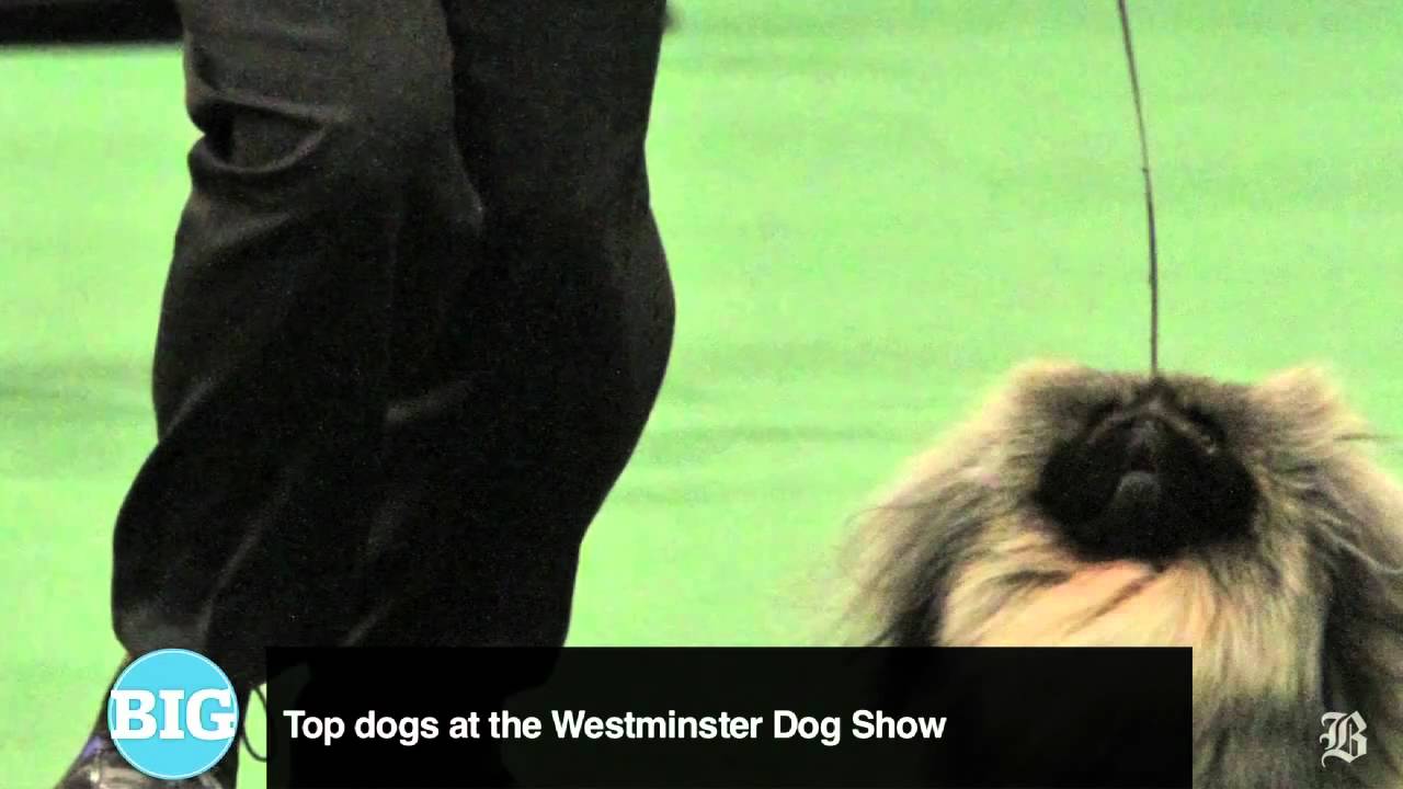 The Big Story The Westminster Dog Show YouTube