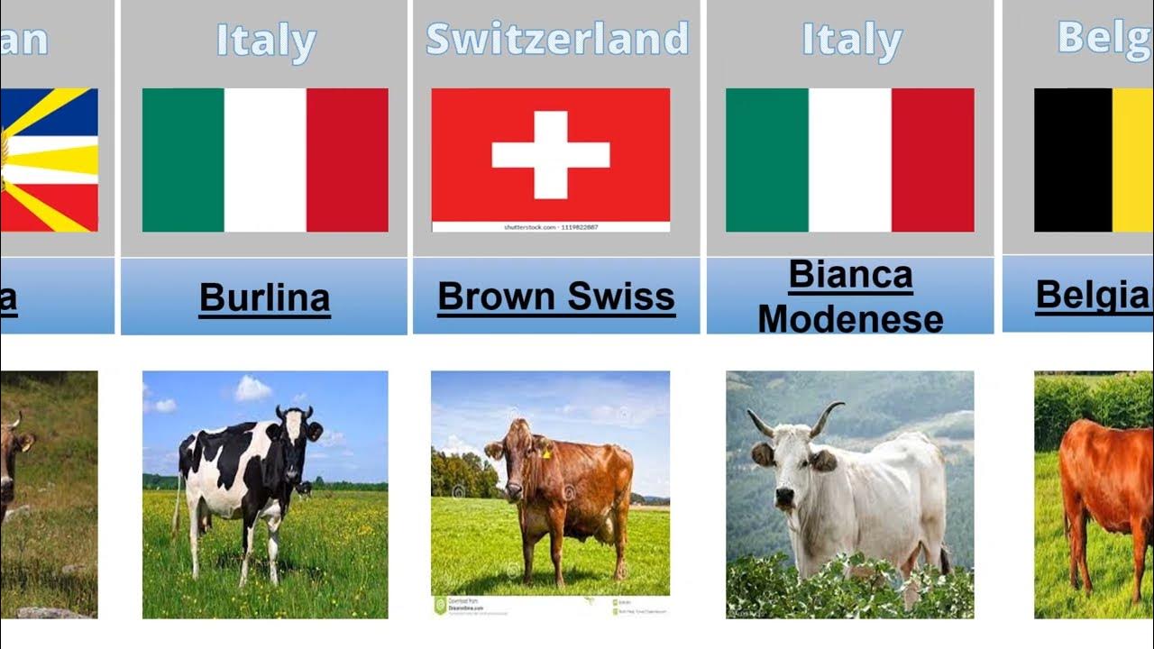 cattle-breeds-from-different-countries-data-list-youtube