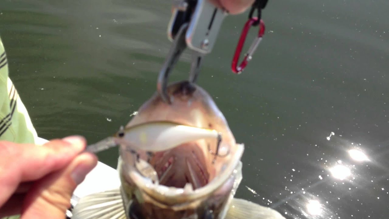 Zander on Favorite Pro Series sample