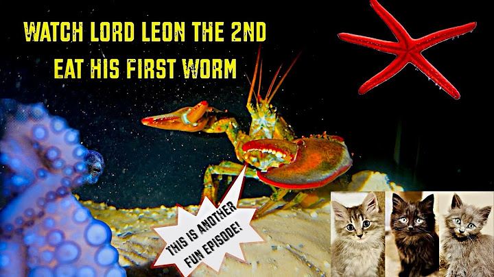 Watch Lord Leon ll Eat His First Worm