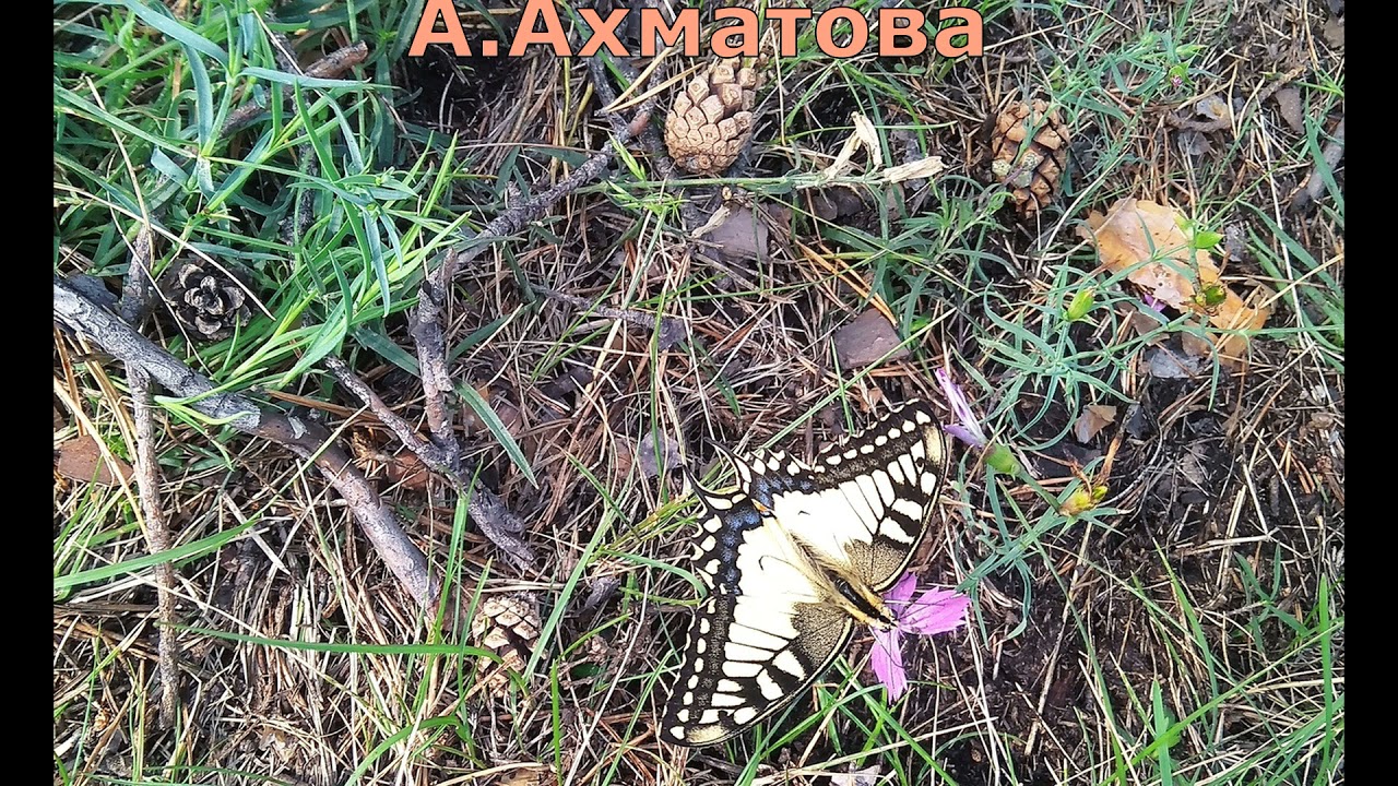 А Ахматова Сказал, что у меня соперниц нет #стихиолюбви # ...