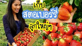 Pick giant strawberries in WA