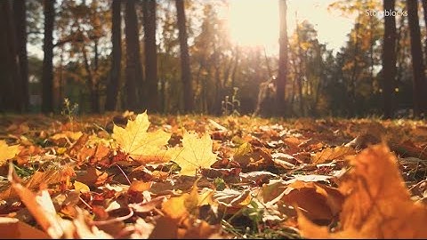 VERIFY: Is it OK to not rake fall leaves?