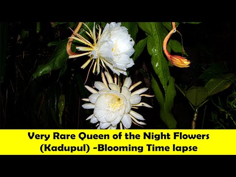 Very Rare Queen Of The Night Flowers -Blooming Time Lapse