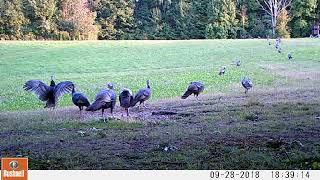 Turkey 2018 0928p  Cam06 VID0041 Nice Flock Of Turkey