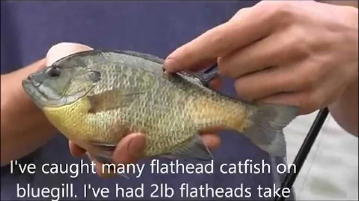 How to Hook a Live Bluegill, Shad, Fish for Flathead and Blue Catfish