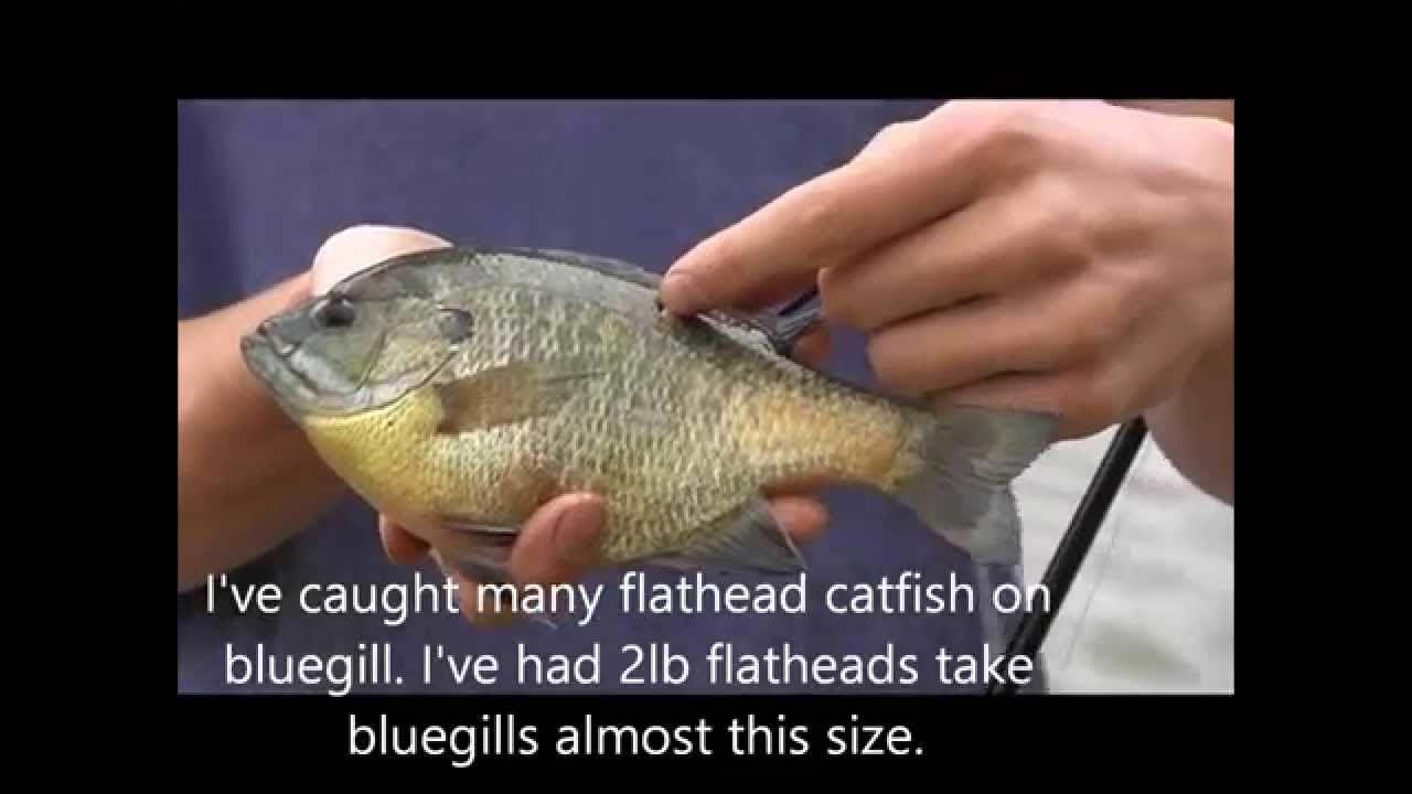 How to Hook a Live Bluegill, Shad, Fish for Flathead and Blue