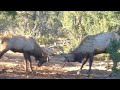 The most intense elk fight at the Grand Canyon