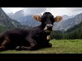 3 Hours Classical Music For Cows Milk Production • Work Music, Deep Sleep Music, Forest Surround Mp3 Song