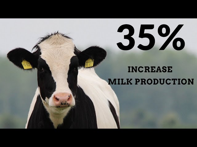 3 Hours Classical Music For Cows Milk Production • Work Music, Deep Sleep Music, Forest Surround class=