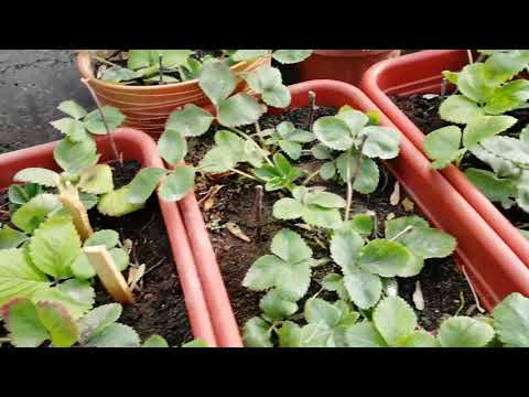 Выращивание клубники в