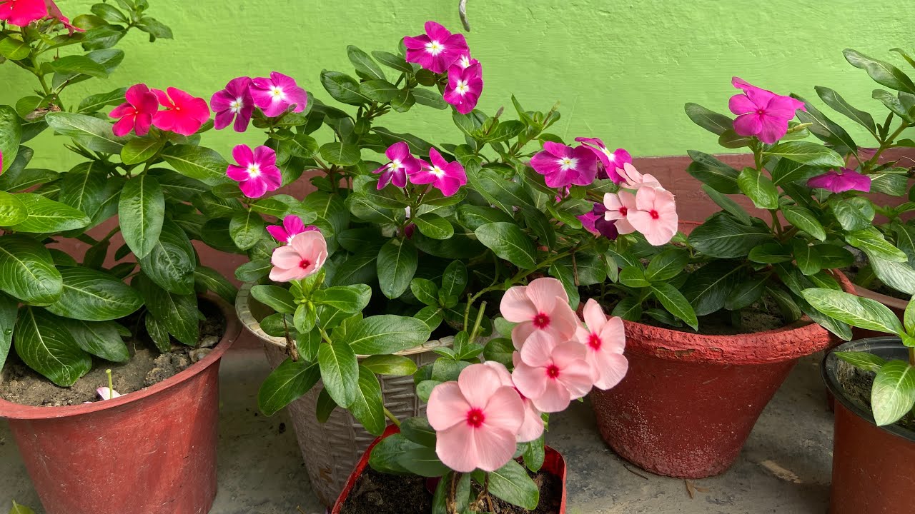 Sadabahar | Monsoon | Care | Madagascar periwinkle | Hybrid Vinca