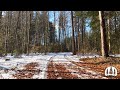 Forest Nature Sounds - Peaceful Ambience for Relaxation, Study &amp; Sleep (3 Hours)