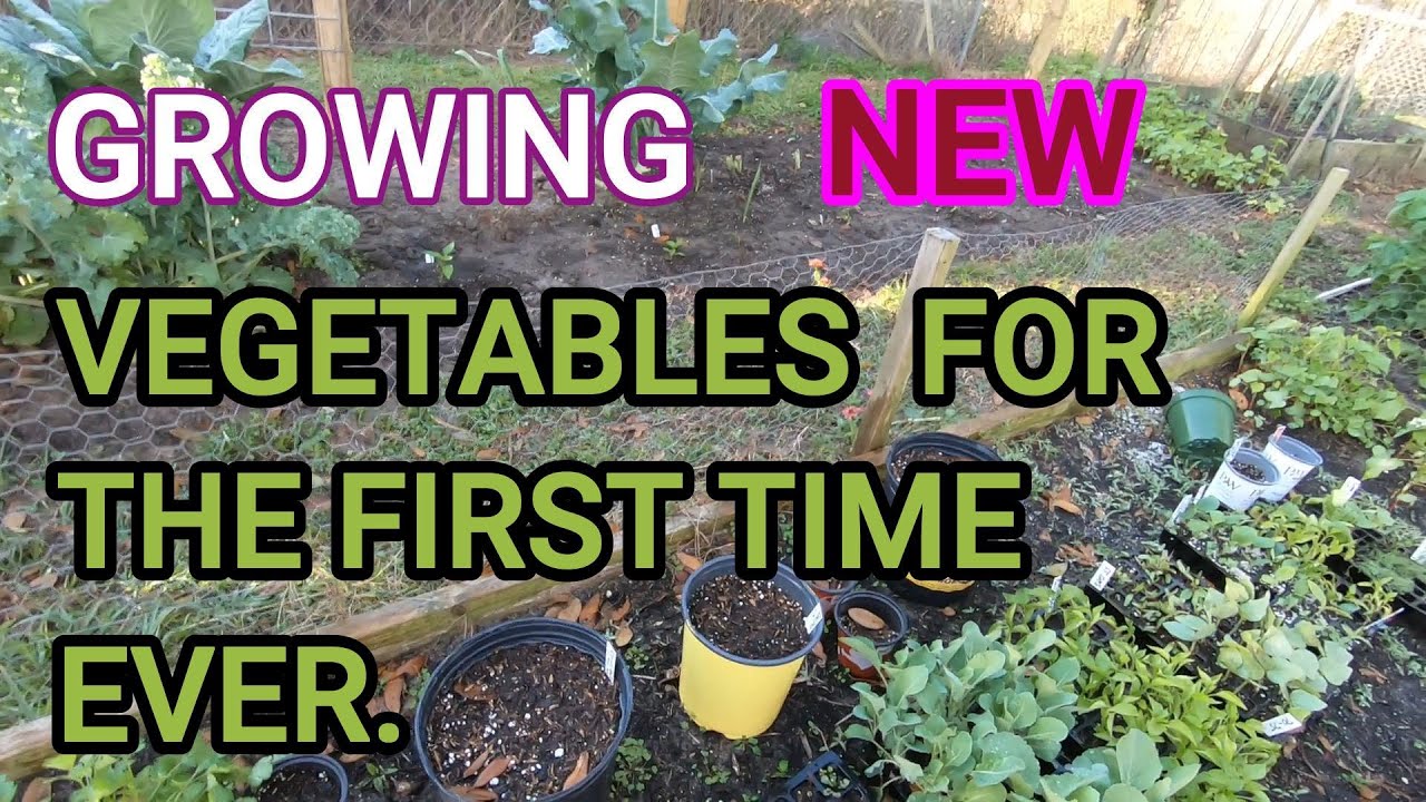 Growth Time For Vegetables Kem Ormond's Vegetable Garden: October Is