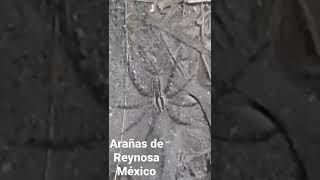 Araña Ageleneidae. Arañas de Reynosa México