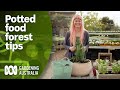 How to make a potted food forest for small spaces | DIY Garden Projects | Gardening Australia