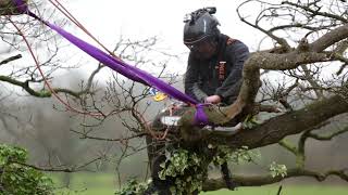 JD Tree Services Wrexham & Chester