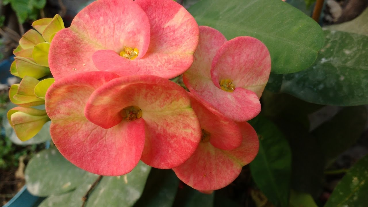 Corona De Cristo Variedad Euphorbia Milii Siraya