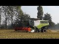 Claas Lexion 760 TerraTrac mietitura riso / rice harvest 24/10/2015