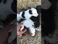 dogs #puppy #animals #doglife #dogvideos #2026 #doglove #dogshorts #shorts #short #miusic #nature