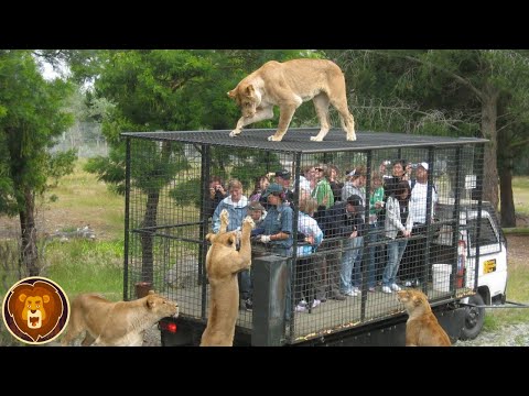 Vidéo: Les zoos les plus intéressants du monde