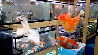 Amazing goldfish aquarium shop tour in Japan | luxgoldfish