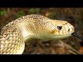 Snakes Alive! | Georgia Outdoors