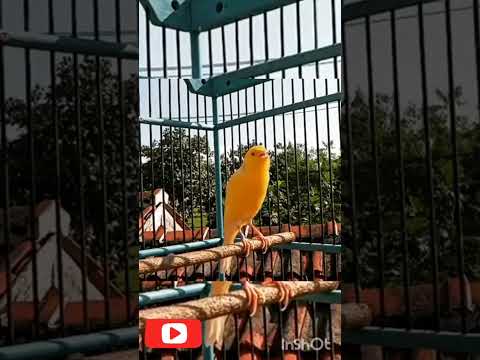 تغريد عصفور الكناري بدون أخطاء صوت جميل