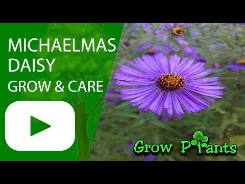 Michaelmas daisy - grow and care (Aster)