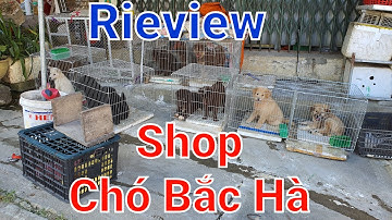 Review shop chó bắc hà xù và h